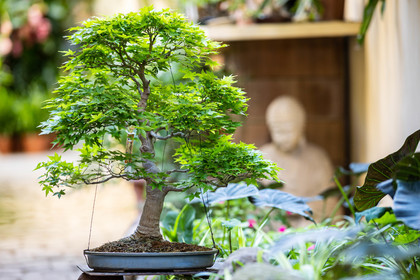 Bonsai