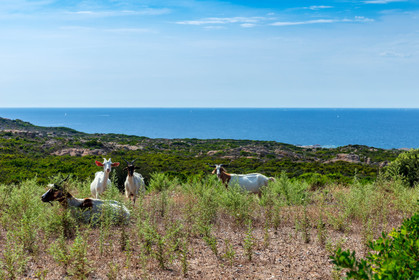 Faune corse