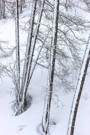 Auron