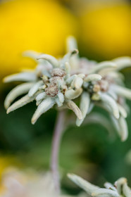 Edelweiss