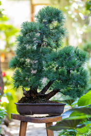 Bonsai