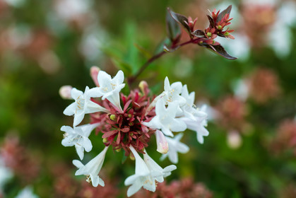 Flore corse