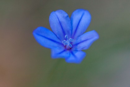 Aphyllante de Montpellier