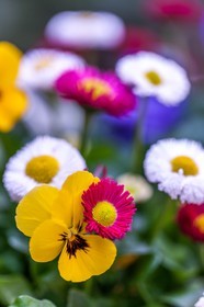 Flore méditerranéenne