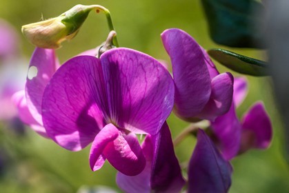 Flore Méditerranéenne