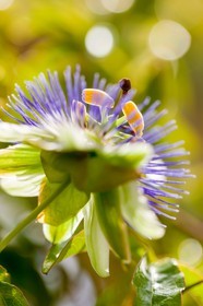 Flore méditerranéenne