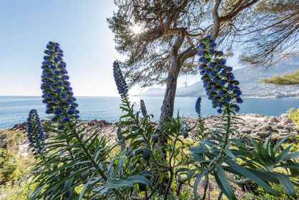 Roquebrune-Cap-Martin
