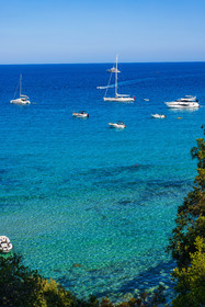 Canella