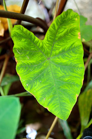 Flore
