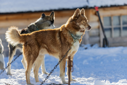 Chien de traineau