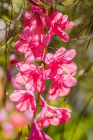 Watsonia de Mérian,  Watsonia meriana