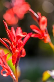 Canna indica,  La Conflore
