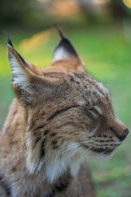 Parc animalier de la Barben
