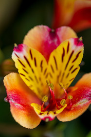 Flore