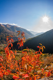 Auron