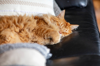 Chat
