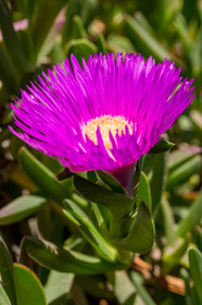 Flore Méditerranéenne