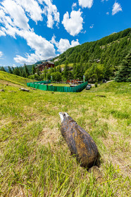 Tirà l'arc