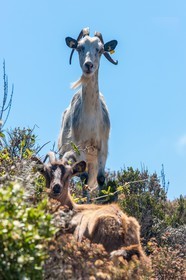 Chèvre corse