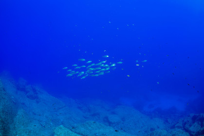 Plongée-sous-marine