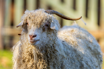 Chèvre mohair