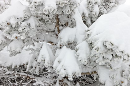 Arbres enneigés