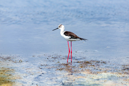Salins d'Hyères