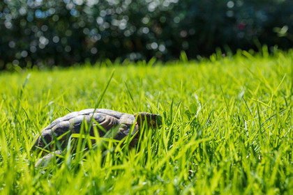 Tortue