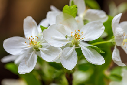 Flore