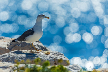 Mouette