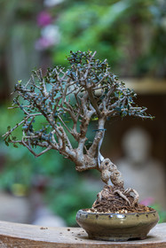 Bonsai