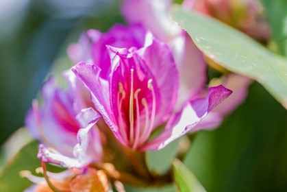 Arbre à orchidées; Bauhinia