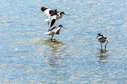 Salins d'Hyères