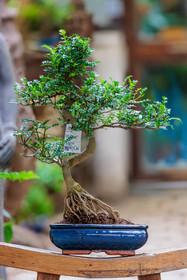 Bonsaï