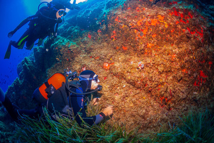 Plongée-sous-marine