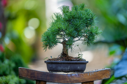 Bonsai