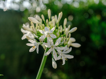 Agapanthe