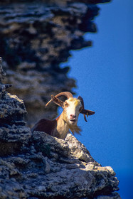 Chèvre corse