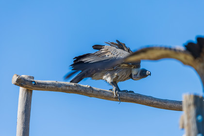 Parc animalier de la Barben