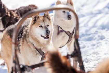 Chiens de traineau