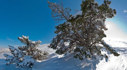 Paysage d'hiver