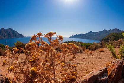 Girolata