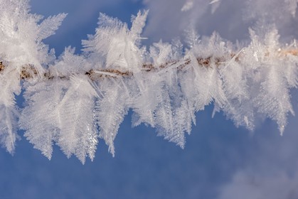 Cristaux de neige