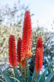 Flore méditerranéenne