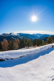 Turini