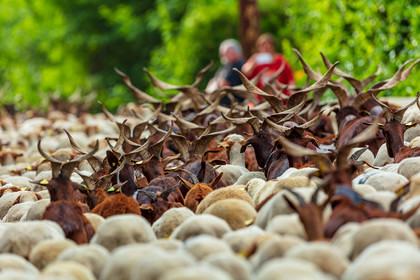 Transhumance
