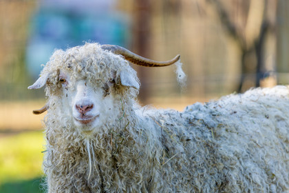 Chèvre mohair