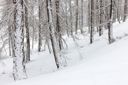 Auron