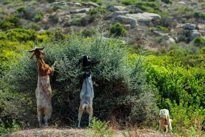 Faune corse