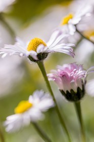 Marguerite, Leucanthemum vulgare